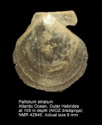 Palliolum striatum (2)